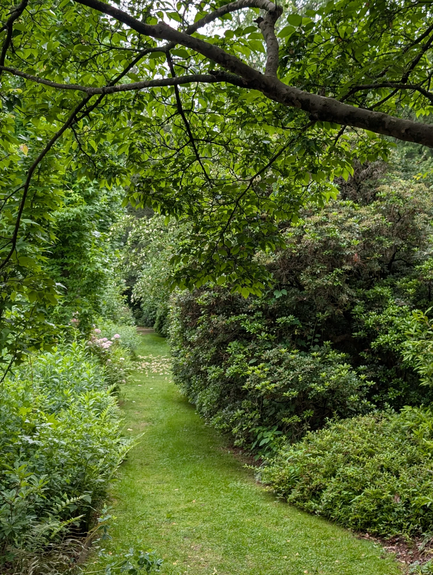 Beautiful garden path